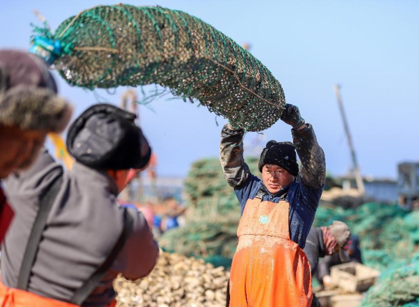 중국 웨이하이: ‘바다 경작’ 종사자들 봄 수확 돌입